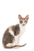 CAT 02 JE0030 01
Cornish Rex Sitting On White Seamless