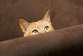 CAT 02 JE0031 01
Orange Tabby Peeking From Behind Brown Couch Arm