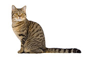 CAT 02 JE0032 01
British Shorthair Sitting On White Seamless