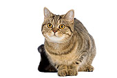 CAT 02 JE0034 01
British Shorthair Laying On White Seamless