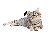 CAT 02 JE0036 01
British Shorthair Laying On White Seamless