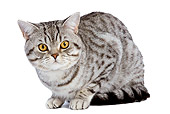 CAT 02 JE0038 01
British Shorthair Laying On White Seamless