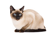 CAT 02 JE0041 01
Thai Cat Crouching On White Seamless