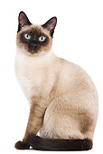 CAT 02 JE0042 01
Thai Cat Sitting On White Seamless