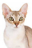 CAT 02 JE0045 01
Head Shot Of Singapura Cat Sitting On White Seamless