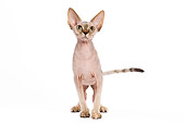 CAT 02 JE0046 01
Sphynx Cat Standing On White Seamless