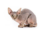CAT 02 JE0047 01
Sphynx Cat Crouching On White Seamless