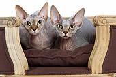 CAT 02 JE0048 01
Two Sphynx Cats Sitting On Brown Chair