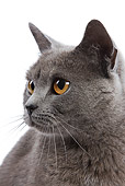 CAT 02 JE0049 01
Head Shot Of Chartreux Cat Sitting On White Seamless