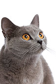 CAT 02 JE0050 01
Head Shot Of Chartreux Cat Sitting On White Seamless