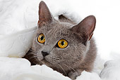 CAT 02 JE0051 01
Head Shot Of Chartreux Cat Laying In White Blanket