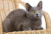 CAT 02 JE0053 01
Chartreux Cat Laying On Wicker Chair