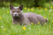 CAT 02 JE0054 01
Chartreux Cat Laying On Grass