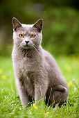 CAT 02 JE0055 01
Chartreux Cat Sitting On Grass