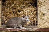 CAT 02 JE0056 01
Chartreux Cat Sitting On Barn Windowsill