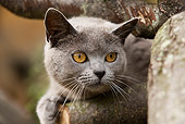 CAT 02 JE0057 01
Head Shot Of Chartreux Cat Sitting In Tree