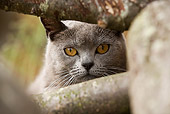 CAT 02 JE0058 01
Head Shot Of Chartreux Cat Sitting In Tree