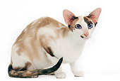 CAT 02 JE0059 01
Oriental Cat Crouching On White Seamless