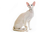 CAT 02 JE0060 01
Peterbald Cat Sitting On White Seamless