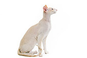 CAT 02 JE0061 01
Peterbald Cat Sitting On White Seamless