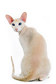 CAT 02 JE0062 01
Peterbald Cat Sitting On White Seamless
