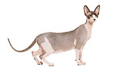 CAT 02 JE0063 01
Sphynx Cat Standing On White Seamless