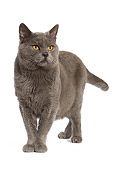 CAT 02 JE0064 01
Chartreux Cat Standing On White Seamless