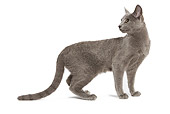 CAT 02 JE0065 01
Russian Blue Cat Standing On White Seamless