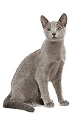 CAT 02 JE0066 01
Russian Blue Cat Sitting On White Seamless