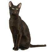 CAT 02 JE0067 01
Havana Cat Sitting On White Seamless
