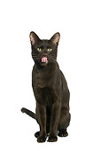CAT 02 JE0068 01
Havana Cat Sitting On White Seamless Licking Lips