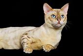 CAT 02 JE0070 01
Close-Up Of Bengal Cat Laying On Black Seamless