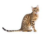 CAT 02 JE0071 01
Bengal Cat Sitting On White Seamless Licking Lips