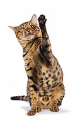 CAT 02 JE0074 01
Bengal Cat Sitting On White Seamless Raising Paw