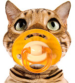 CAT 02 JE0076 01
Head Shot Of Bengal Cat Sucking On Pacifier On White Seamless