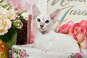 CAT 02 JE0078 01
Siamese Cat Sitting In Box By Flowers