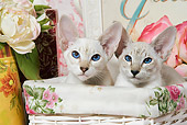 CAT 02 JE0079 01
Siamese Cats Sitting In Basket By Flowers