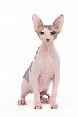 CAT 02 JE0080 01
Sphynx Cat Sitting On White Seamless