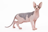 CAT 02 JE0081 01
Sphynx Cat Standing On White Seamless