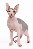 CAT 02 JE0082 01
Sphynx Cat Standing On White Seamless