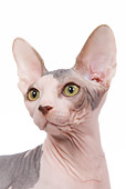 CAT 02 JE0083 01
Head Shot Of Sphynx Cat Standing On White Seamless