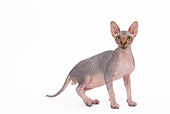 CAT 02 JE0084 01
Sphynx Cat Standing On White Seamless