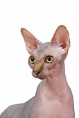 CAT 02 JE0085 01
Head Shot Of Sphynx Cat Standing On White Seamless
