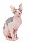 CAT 02 JE0086 01
Sphynx Cat Sitting On White Seamless