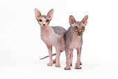 CAT 02 JE0087 01
Two Sphynx Cats Standing On White Seamless