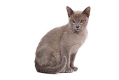 CAT 02 JE0088 01
Lilac Burmese Cat Sitting On White Seamless