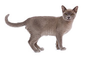 CAT 02 JE0089 01
Lilac Burmese Cat Standing On White Seamless