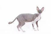 CAT 02 JE0090 01
Cornish Rex Standing On White Seamless