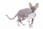 CAT 02 JE0091 01
Cornish Rex Standing On White Seamless