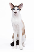 CAT 02 JE0092 01
Seal Point Thai Cat Sitting On White Seamless